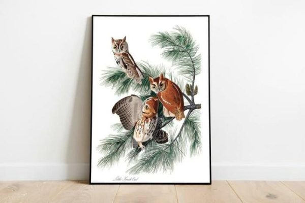 Vintage Wall Art | Vintage Bird Art Prints, Bird Poster, 16×22 inches Vintage Wall Art Vintage Wall Art