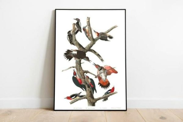 Vintage Wall Art | Vintage Bird Art Prints, Bird Poster, 16×22 inches Vintage Wall Art Vintage Wall Art