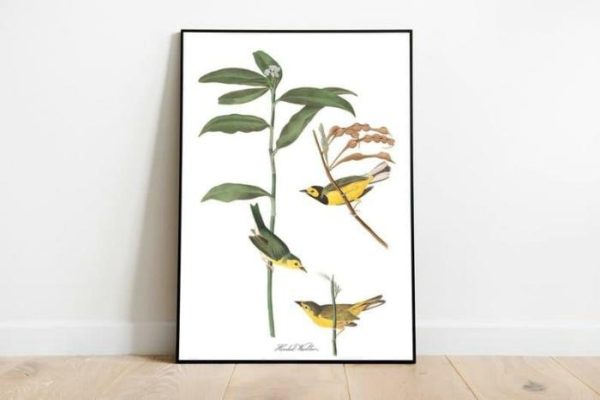 Vintage Wall Art | Vintage Bird Art Prints, Bird Poster, 16×22 inches Vintage Wall Art Vintage Wall Art