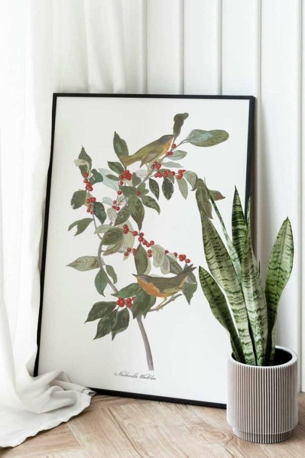 Vintage Wall Art | Vintage Bird Art Prints, Bird Poster, 20×28 inches Vintage Wall Art Vintage Wall Art