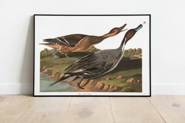 Vintage Wall Art | Vintage Bird Art Prints, Bird Poster, 20×28 inches Vintage Wall Art Vintage Wall Art