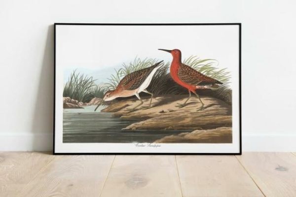 Vintage Wall Art | Vintage Bird Art Prints, Bird Poster, 20×28 inches Vintage Wall Art Vintage Wall Art