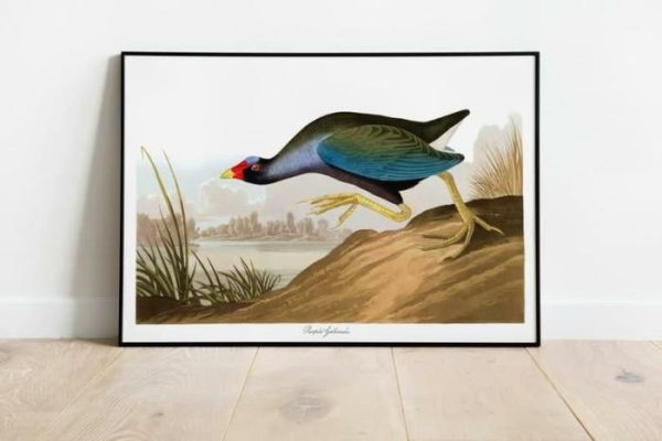 Vintage Wall Art | Vintage Bird Art Prints, Bird Poster, 20×28 inches Vintage Wall Art Vintage Wall Art