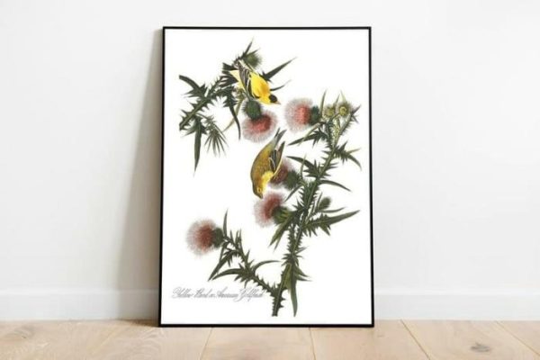 Vintage Wall Art | Vintage Bird Art Prints, Bird Poster, 20×28 inches Vintage Wall Art Vintage Wall Art