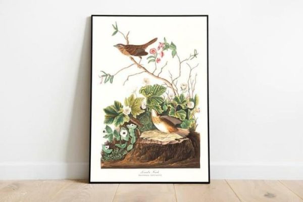 Vintage Wall Art | Vintage Bird Art Prints, Bird Poster, 20×28 inches Vintage Wall Art Vintage Wall Art