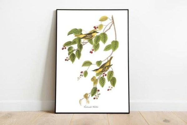 Vintage Wall Art | Vintage Bird Art Prints, Bird Poster, 20×28 inches Vintage Wall Art Vintage Wall Art