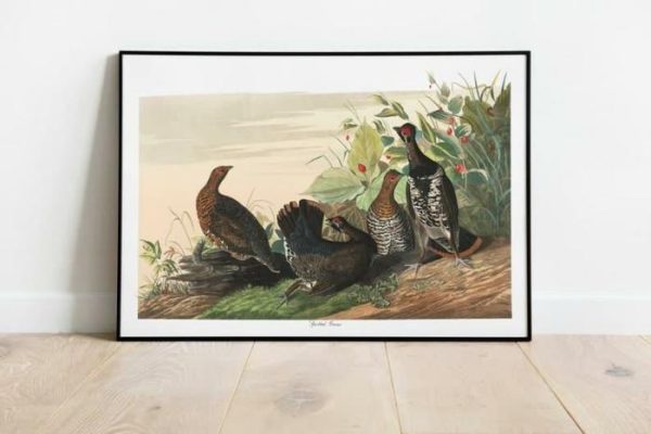 Vintage Wall Art | Vintage Bird Art Prints, Bird Poster, 20×28 inches Vintage Wall Art Vintage Wall Art