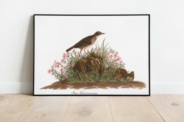 Vintage Wall Art | Vintage Bird Art Prints, Bird Poster, 20×28 inches Vintage Wall Art Vintage Wall Art