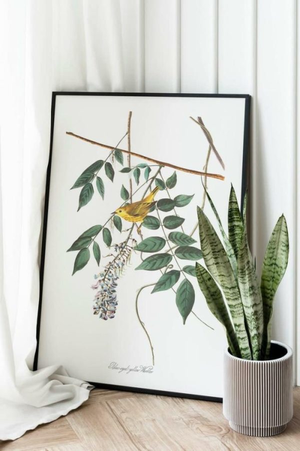 Vintage Wall Art | Vintage Bird Art Prints, Bird Poster, 24×32 inches Vintage Wall Art Vintage Wall Art