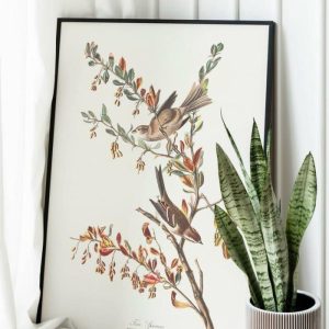 Vintage Wall Art | Vintage Bird Art Prints, Bird Poster, 24×32 inches Vintage Wall Art Vintage Wall Art