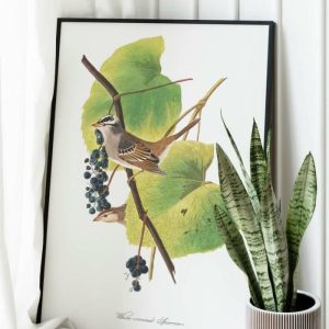 Vintage Wall Art | Vintage Bird Art Prints, Bird Poster, 24×32 inches Vintage Wall Art Vintage Wall Art