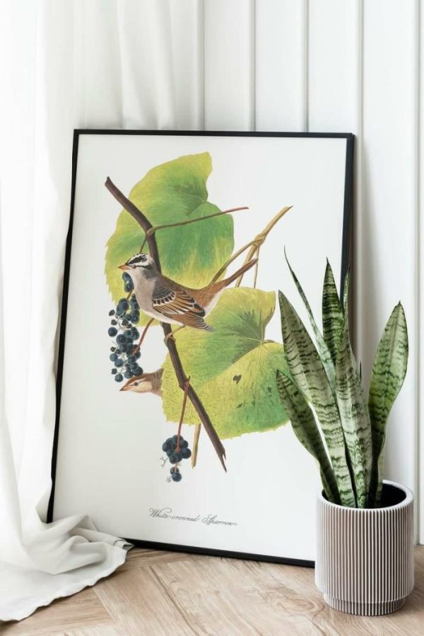 Vintage Wall Art | Vintage Bird Art Prints, Bird Poster, 24×32 inches Vintage Wall Art Vintage Wall Art