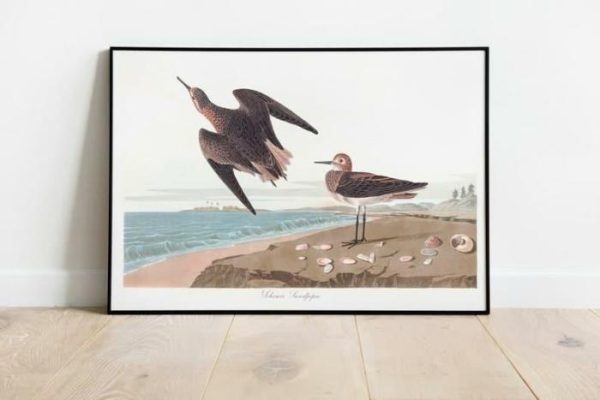 Vintage Wall Art | Vintage Bird Art Prints, Bird Poster, 24×32 inches Vintage Wall Art Vintage Wall Art