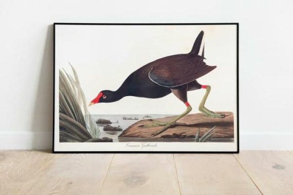 Vintage Wall Art | Vintage Bird Art Prints, Bird Poster, 24×32 inches Vintage Wall Art Vintage Wall Art