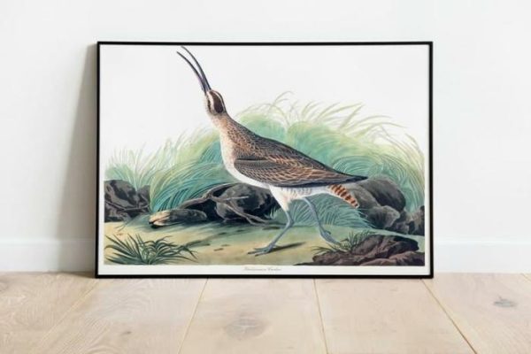 Vintage Wall Art | Vintage Bird Art Prints, Bird Poster, 24×32 inches Vintage Wall Art Vintage Wall Art