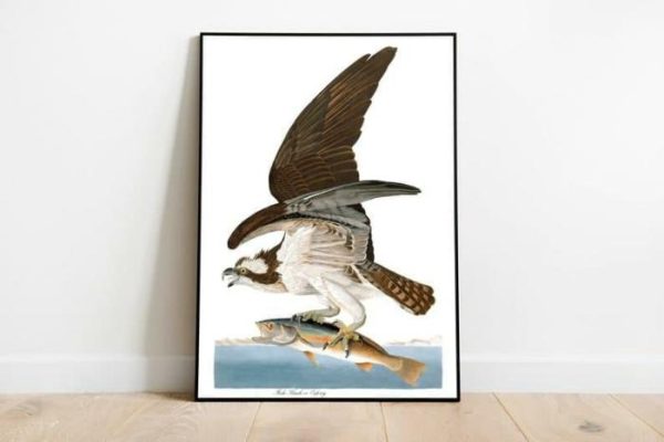 Vintage Wall Art | Vintage Bird Art Prints, Bird Poster, 24×32 inches Vintage Wall Art Vintage Wall Art