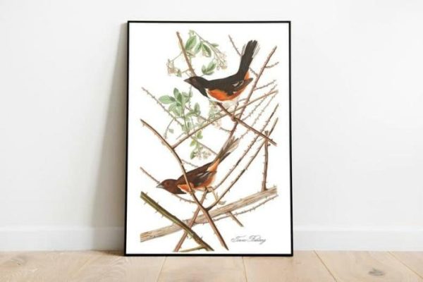 Vintage Wall Art | Vintage Bird Art Prints, Bird Poster, 24×32 inches Vintage Wall Art Vintage Wall Art