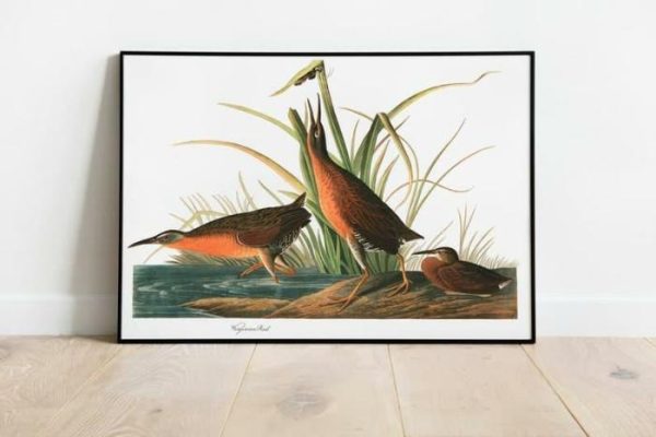 Vintage Wall Art | Vintage Bird Art Prints, Bird Poster, 24×32 inches Vintage Wall Art Vintage Wall Art