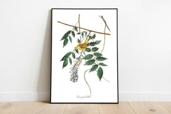 Vintage Wall Art | Vintage Bird Art Prints, Bird Poster, 24×32 inches Vintage Wall Art Vintage Wall Art