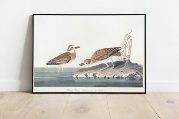 Vintage Wall Art | Vintage Bird Art Prints, Bird Poster, 24×32 inches Vintage Wall Art Vintage Wall Art