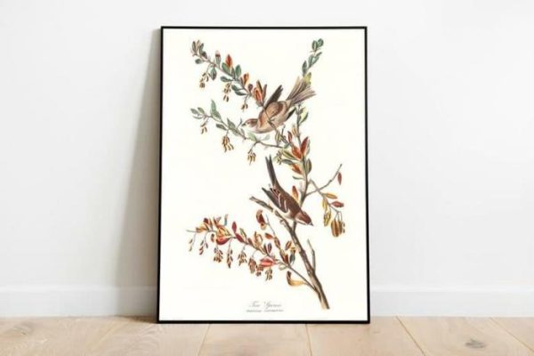 Vintage Wall Art | Vintage Bird Art Prints, Bird Poster, 24×32 inches Vintage Wall Art Vintage Wall Art