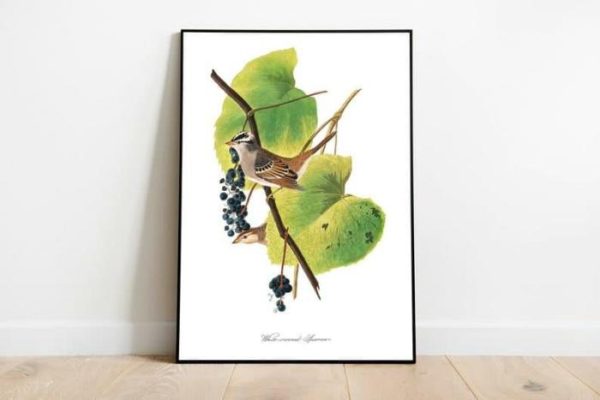 Vintage Wall Art | Vintage Bird Art Prints, Bird Poster, 24×32 inches Vintage Wall Art Vintage Wall Art