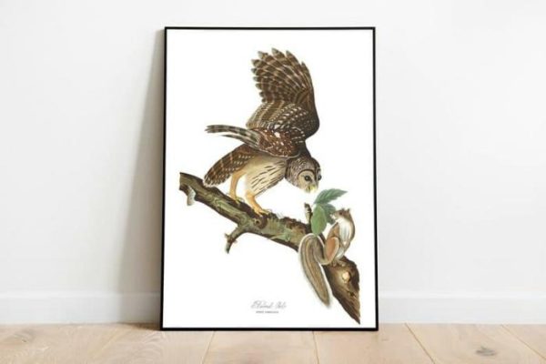 Vintage Wall Art | Vintage Bird Art Prints, Bird Poster, 28×40 inches Vintage Wall Art Vintage Wall Art