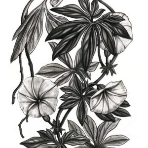 Wall Prints | Canarina Campanula Print, 30" x 22" Wall Wall Prints