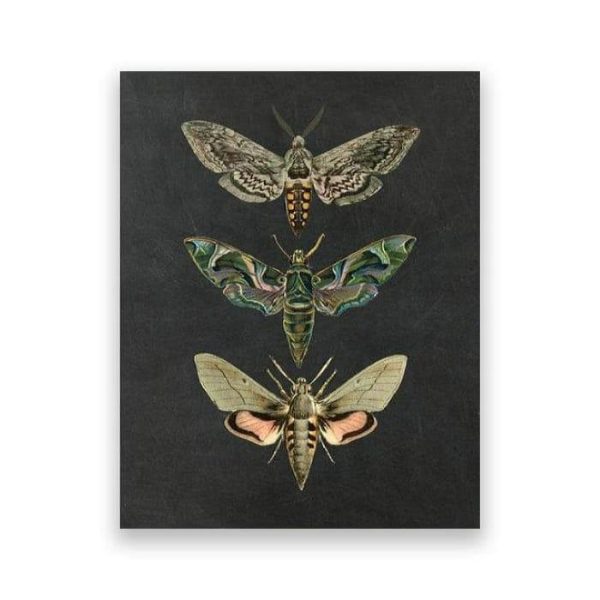 Wall Prints | Dramatic Insect Collection Wall Art Poster Print, 28" x 40" (70 x 100 cm) Wall Wall Prints