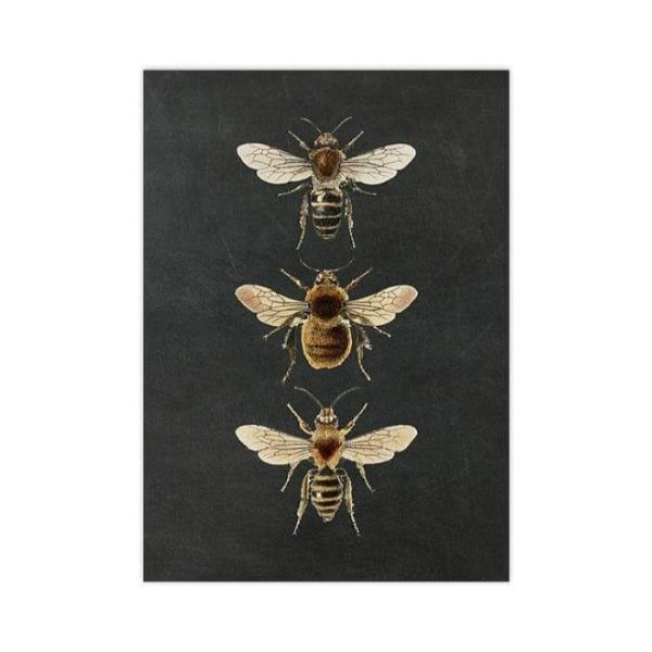 Wall Prints | Dramatic Insect Collection Wall Art Poster Print, 28" x 40" (70 x 100 cm) Wall Wall Prints