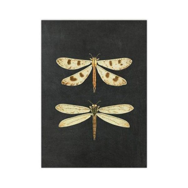 Wall Prints | Dramatic Insect Collection Wall Art Poster Print, 28" x 40" (70 x 100 cm) Wall Wall Prints